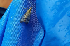 59722087_10215008277103893_7453333469196713984_n26481-masolata