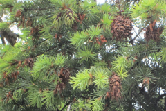 59790676_2302315173158887_6623854419664437248_n26477-masolata-1