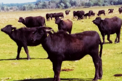 Pusztai-Allatpark-Pusztabusszal-a-Csikvarsai-reten-3-766x1024