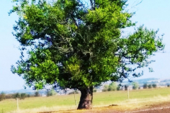 Pusztai-Allatpark-Pusztabusszal-a-Csikvarsai-reten-775x1024