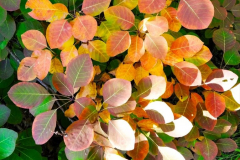 Szinesedo-cserszomorce-766x1024