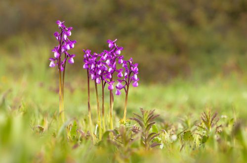 A 2022-es év vadvirága az AGÁRKOSBOR