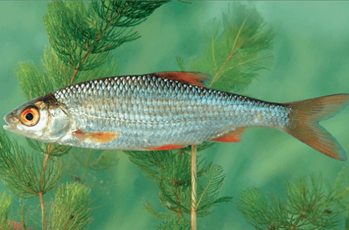 A 2022-es év hala a BODORKA