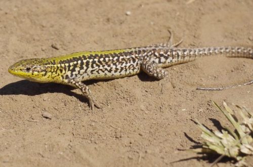 A 2022-es év hüllője HOMOKI GYÍK