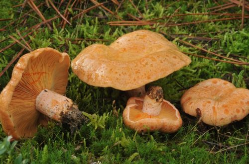 A 2022-es év gombája ÍZLETES RIZIKE