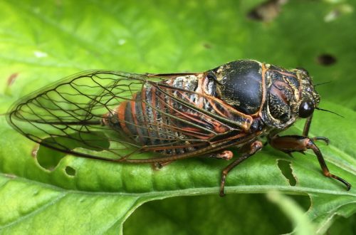 A 2022-es év rovara ÓRIÁS ÉNEKESKABÓCA