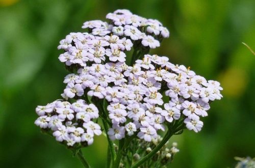 A 2022-es év gyógynövénye a KÖZÖNSÉGES CICKAFARK