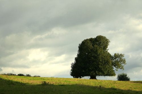 A 2022-es év fája NAGYLEVELŰ HÁRS