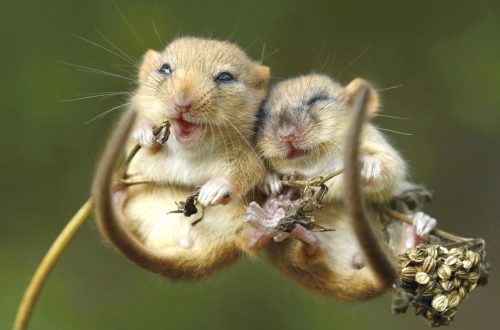 A 2022-es év emlőse TÖRPEEGÉR