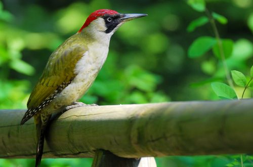 A 2022-es év madara ZÖLD KÜLLŐ