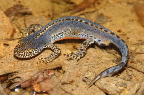 A 2023-as év kétéltűje az ALPESI GŐTE