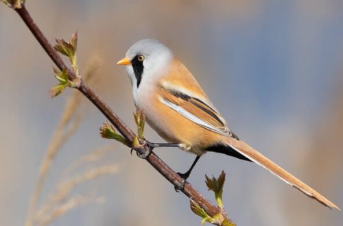 A 2023-as év madara a BARKÓSCINEGE