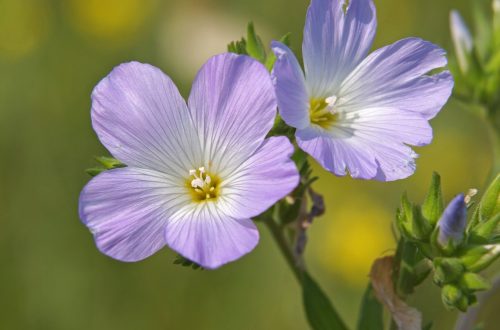 A 2023-as év vadvirága a BORZAS LEN