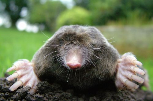 A 2023-as év emlőse a VAKOND