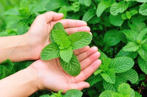 A 2024-es év gyógynövénye a BORSMENTA