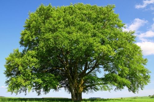 A 2024-es év fája a EURÓPAI BÜKK vagy KÖZÖNSÉGES BÜKK