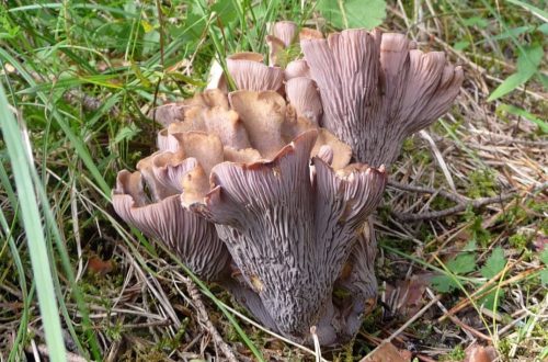 A 2023-as év gombája a DISZNÓFÜLGOMBA