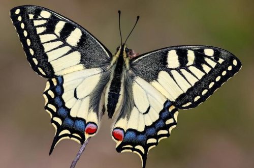 A 2023-as év lepkéje a FECSKEFARKÚ PILLANGÓ