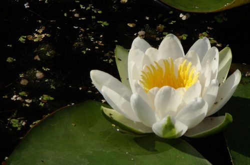 A 2024-es év vadvirága a FEHÉR TÜNDÉRRÓZSA