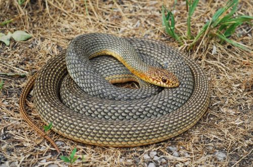 A 2024-es év hüllője a KASZPI HARAGOSSIKLÓ