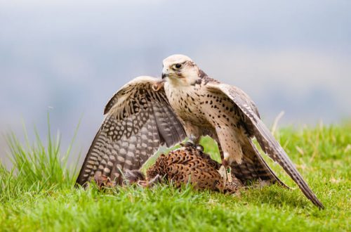 A 2024-es év madara a KERECSENSÓLYOM