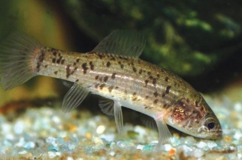 A 2023-as év hala a LÁPI PÓC