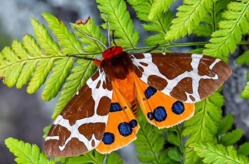 A 2024-es év lepkéje a KÖZÖNSÉGES MEDVELEPKE