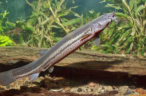 A 2024-es év hala a RÉTICSÍK