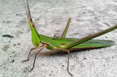 A 2024-es év rovara a SISAKOS SÁSKA