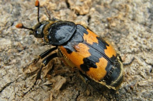 A 2023-as év rovara a KÖZÖNSÉGES TEMETŐBOGÁR