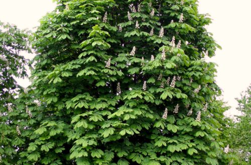 A 2023-as év gyógynövénye a VADGESZTENYE