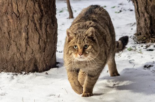 A 2024-es év emlőse a VADMACSKA