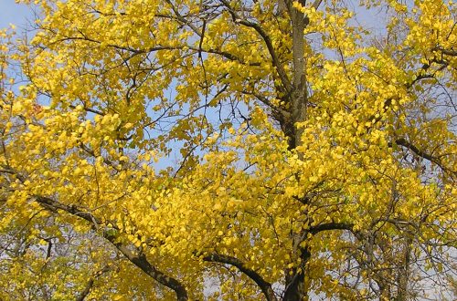 A 2023-as év fája a VÉNIC-SZIL